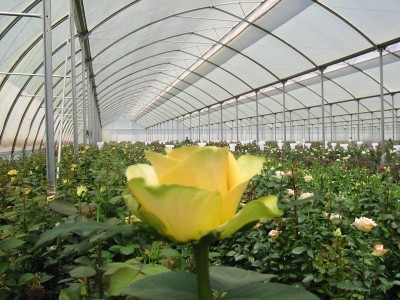 Выращивание роз в теплицах из поликарбоната
